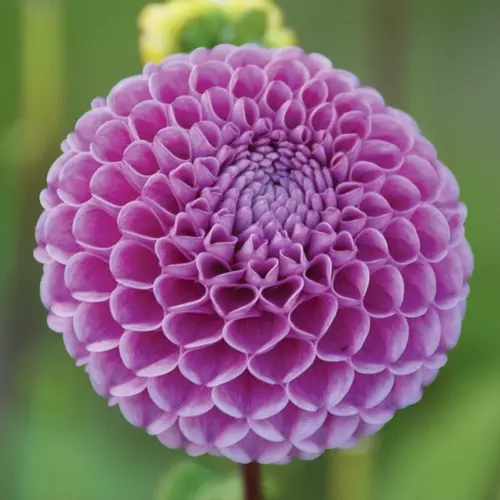 Ball & Pompom Dahlias