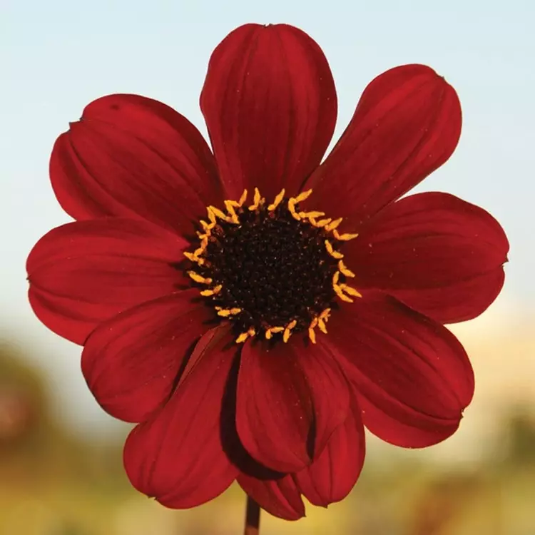 Dahlia 'Bishop of Auckland', single red flower showing yellow