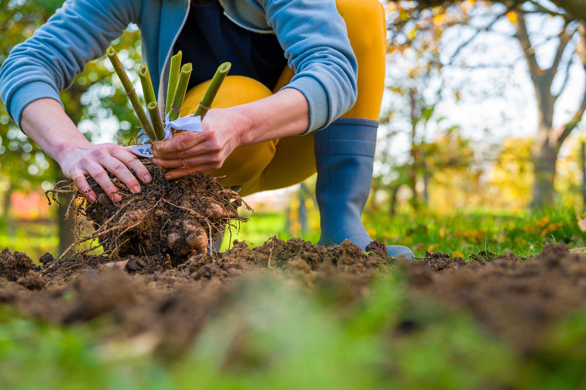 planting dahlia tubers